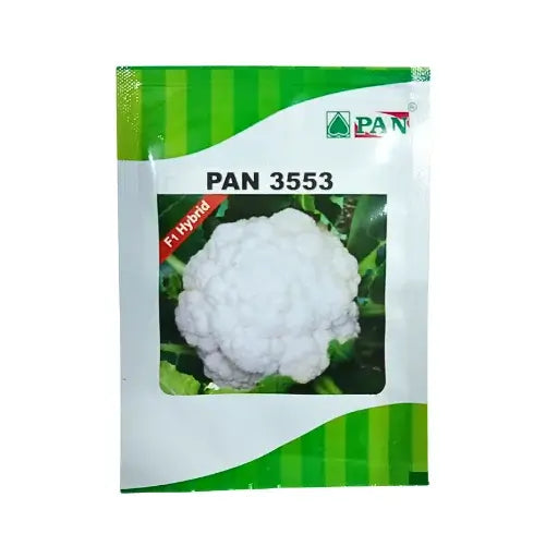 PAN (Pan 3553) F1 Hybrid Cauliflower Vegetable Garden Seeds Online 10gm