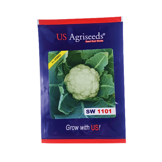 US Agriseeds SW 1101 F1 Hybrid Cauliflower Vegetable Seeds