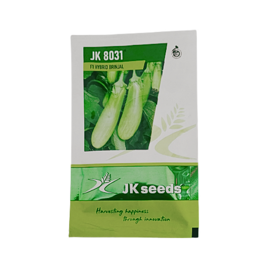 JK 8031 F1 Hybrid Brinjal Vegetable Seeds