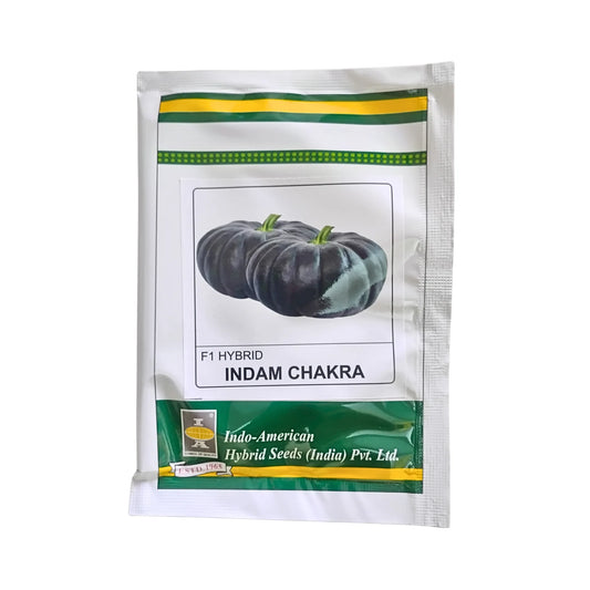 Indo-American Hybrid Indam Chakra' F1 Hybrid pumpkin seeds
