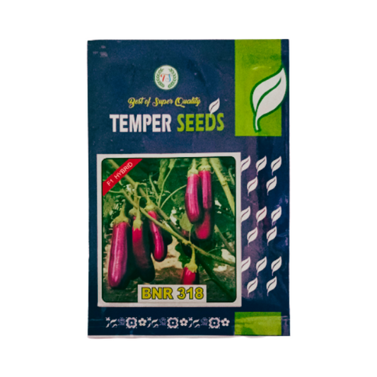 Temper F1 Hybrid Brinjal BMR 318 Best Vegetable Seeds